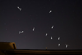 perseid meteors