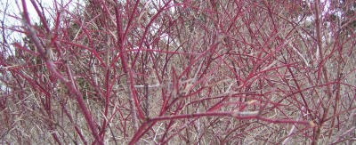 red osier dogwood twigs