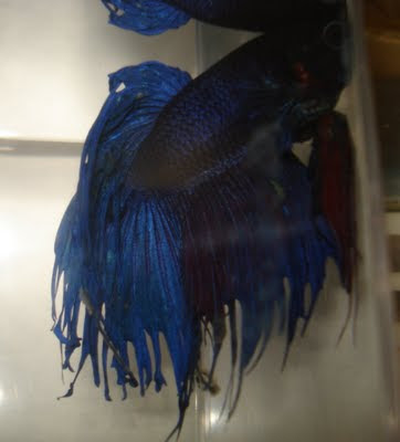 crowntail betta