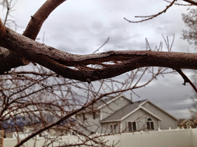 Correct Pruning Will Prevent Broken Branches