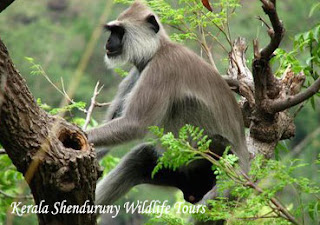 Kerala Shenduruny Wildlife Tours