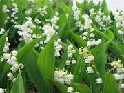 Bon 1er Mai . (muguet )