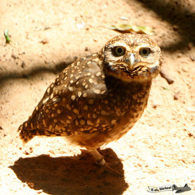 Parque das Aves, Foz do Iguaçu