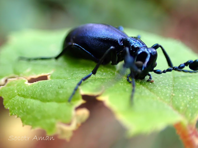 Meloe coarctatus