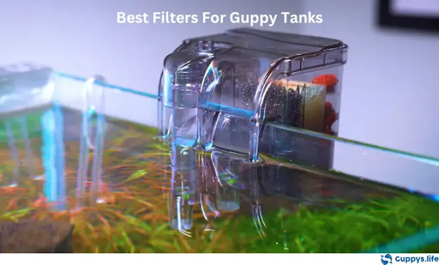 Best Filters For Guppy Tanks