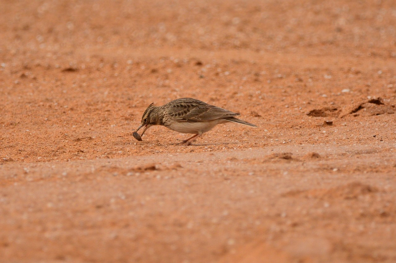 Galerida cristata