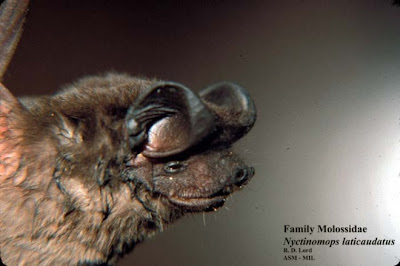 Broad eared Free tailed Bat