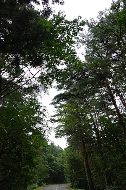 鳥取県西伯郡伯耆町丸山　赤松の森道