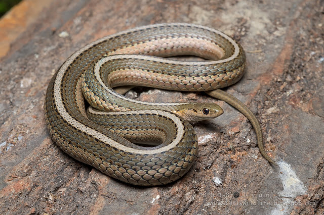 Pennsylvania garter snake