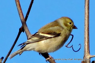 american goldfinch