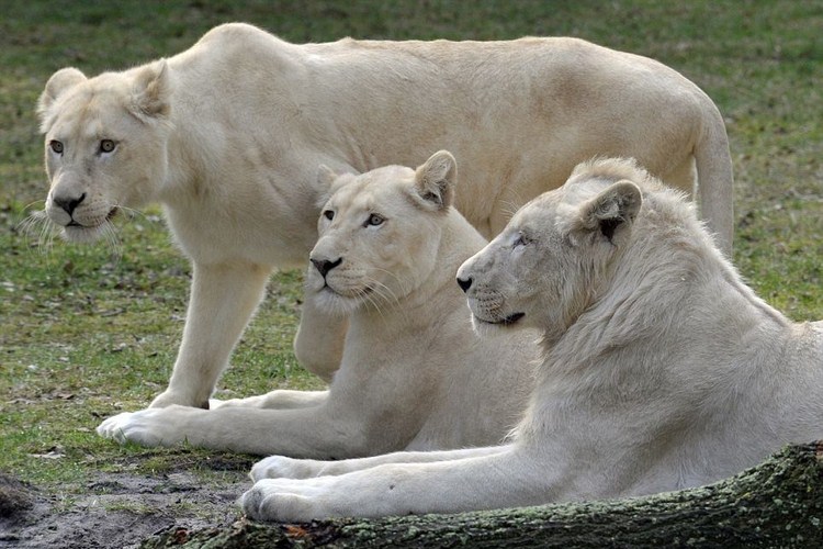 Check It Out !!: Hewan-hewan Berwarna Putih Yang Jarang 