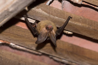 Brown long eared bat, bat photography,
