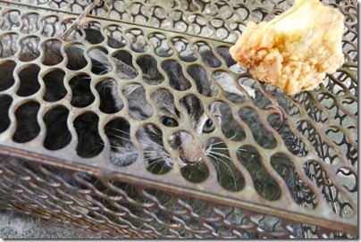 here is your fried chicken, kitty