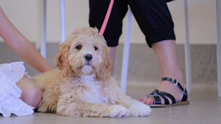 Micro Sheepadoodle Size