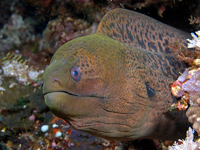 Moray eel