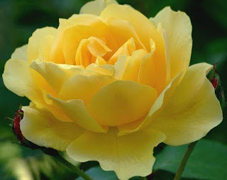 Yellow Rose For Valentine Day Flowers