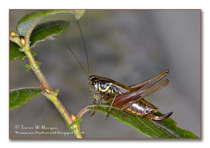 Bug Affair 1  largest  Roesel's