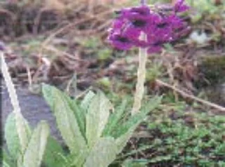Shang dril ngonpo (Primula macrophylla)