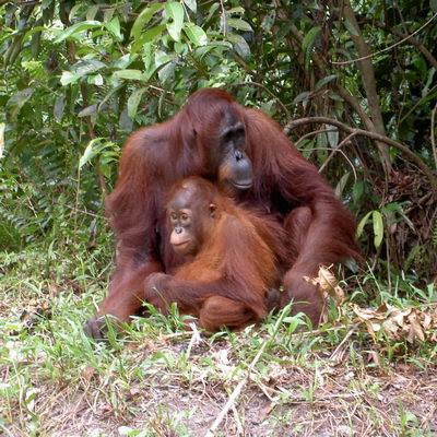 11 binatang  Mamalia  Indonesia  yang  Paling Langka wisbenbae