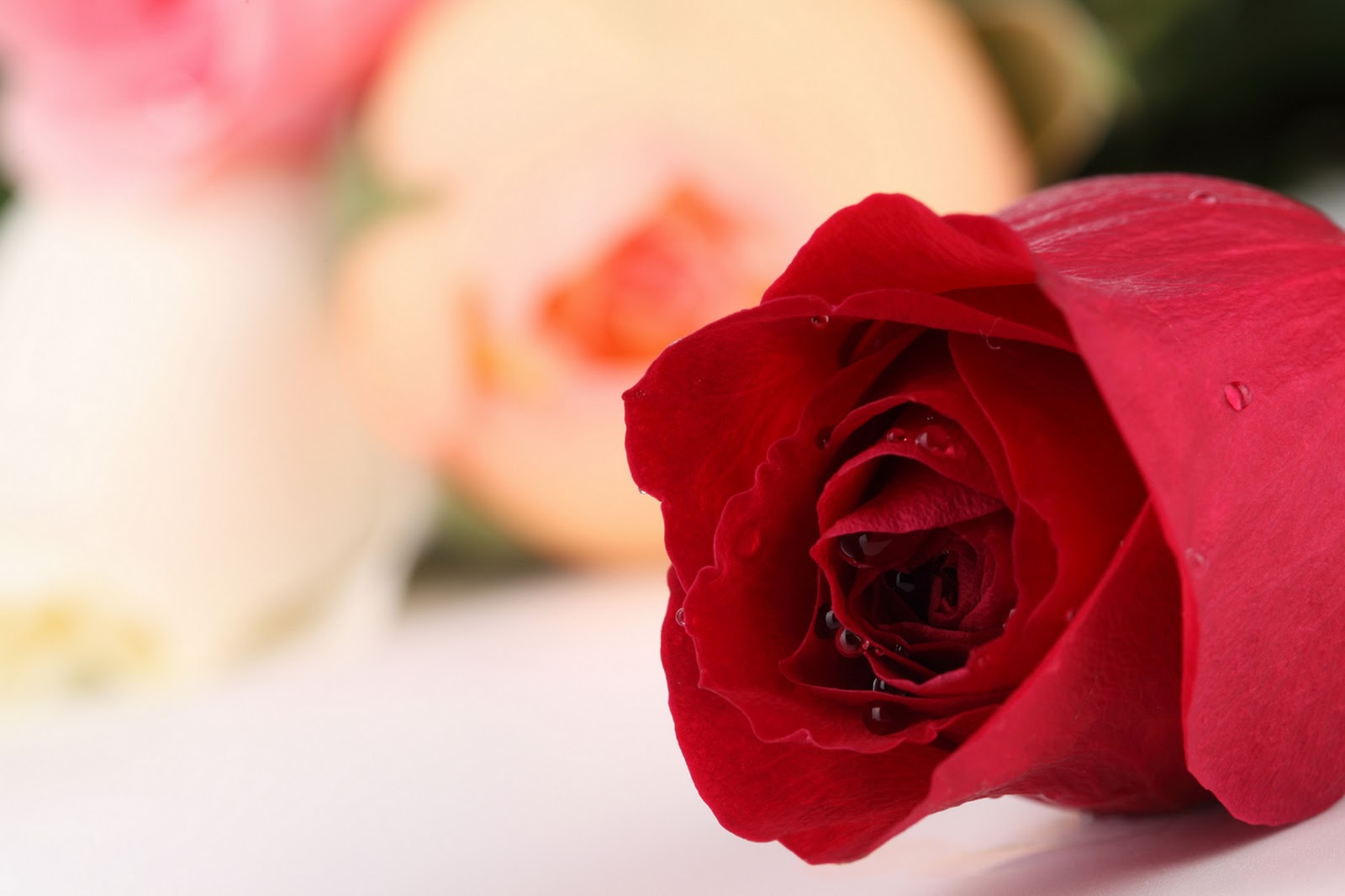 Gambar Bunga Mawar Yang Cantik Cantik Planet Wallpapers
