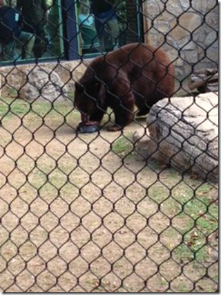 baylorhomecoming2012-1
