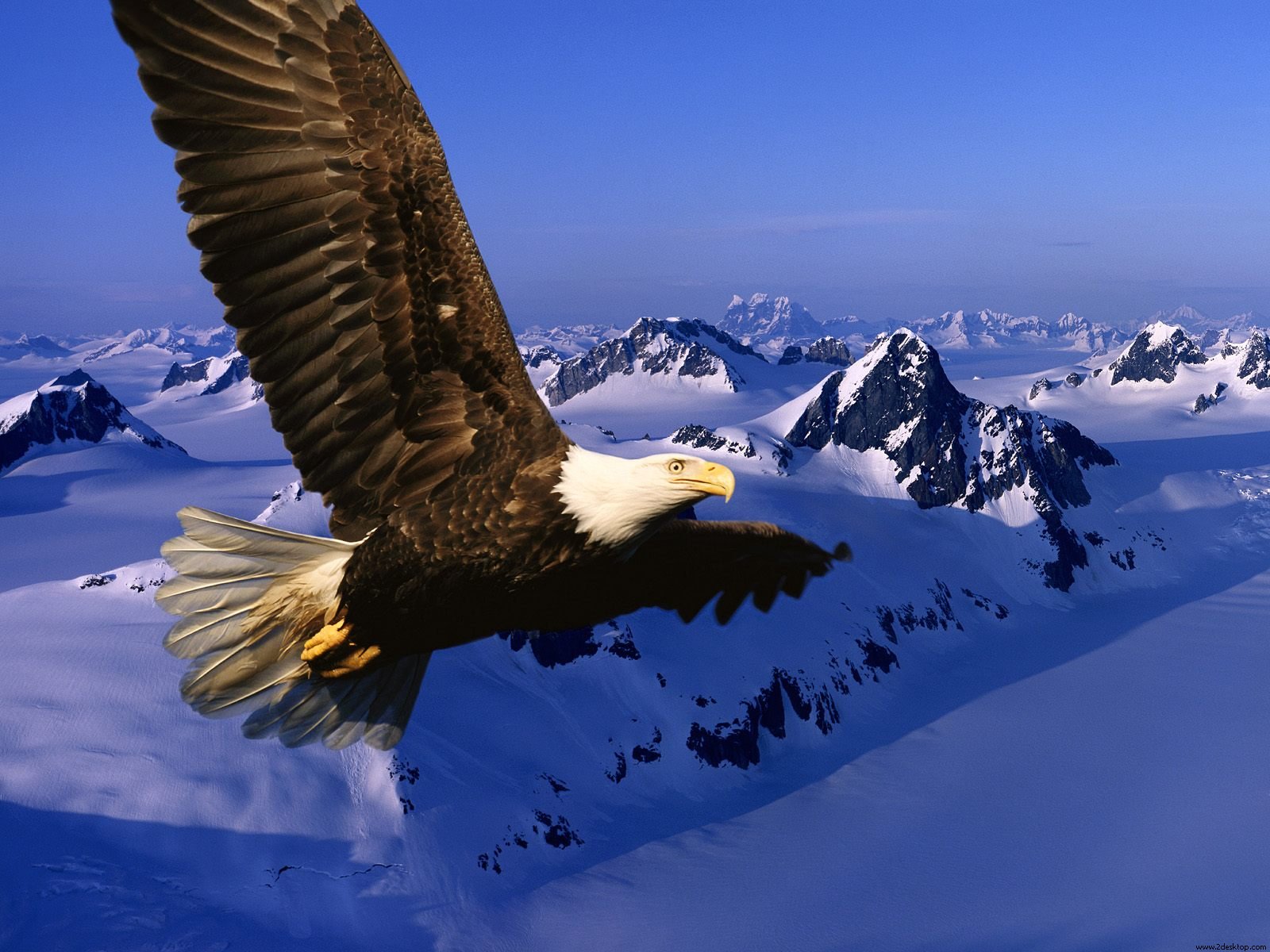 Wallpaper HD de águila volando - Descargar Wallpapers en HD