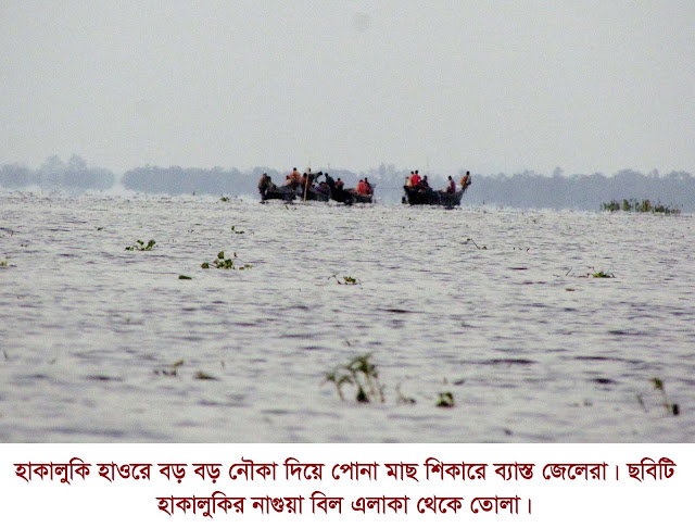 হাকালুকিতে পোনা মাছ নিধনকারীদের দৌরাত্ম বৃদ্ধি