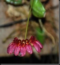 Bulbophyllum corolliferum var atropurpureum.jpg 2