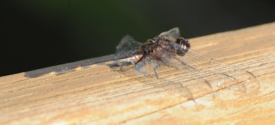 Pin-tailed Pondhawk (Erythemis plebeja)