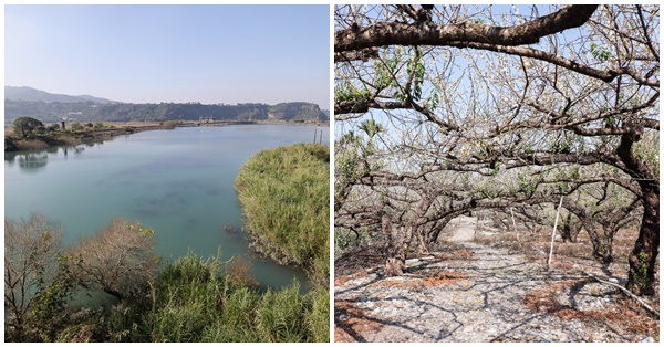 云饌休閒庭園用餐飽覽大甲溪馬鞍後池湖光山色，池邊梅園賞梅花