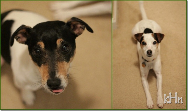 pups pups