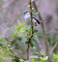 Blue-gray Gnatatcher, Jekyll Island, GA – Apr. 8, 2018 – Roberta Palmer