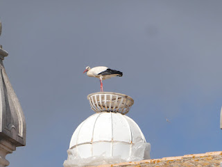 cigognes Faro (billet photo)