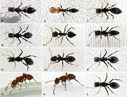 دورة حياة النمل