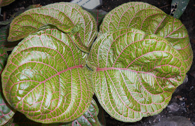 Fittonia gigantea - Giant Leaved Nerve Plant care and culture