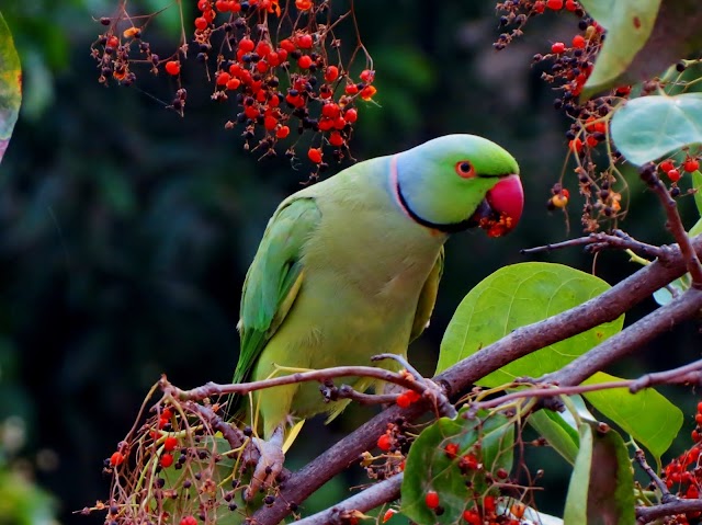 കേരളത്തിലെ പക്ഷി സങ്കേതങ്ങൾ - Bird Sanctuaries of Kerala