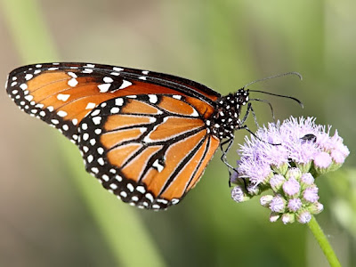 Queen Butterfly