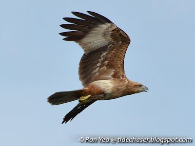 Juvenile Brahminy Kite (Haliastur indus)