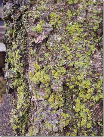 tree with texture