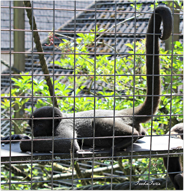 The Monkey Sanctuary Looe 