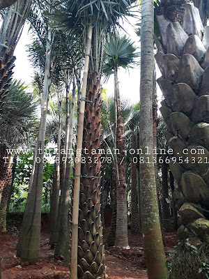 Jual Pohon Palm Copernicia