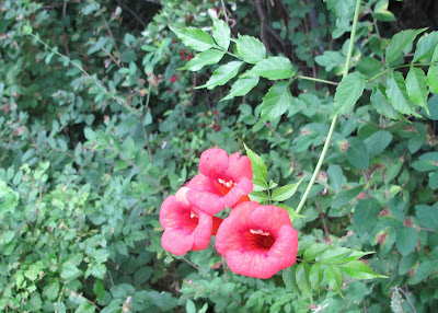 Trumpet Creeper, Campsis radicans