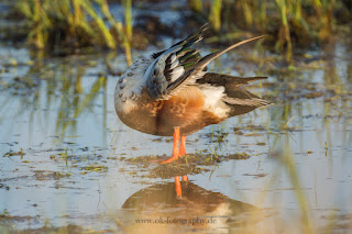 Wildlifefotografie Dümmer See Erpel Löffelente Gefiederpflege