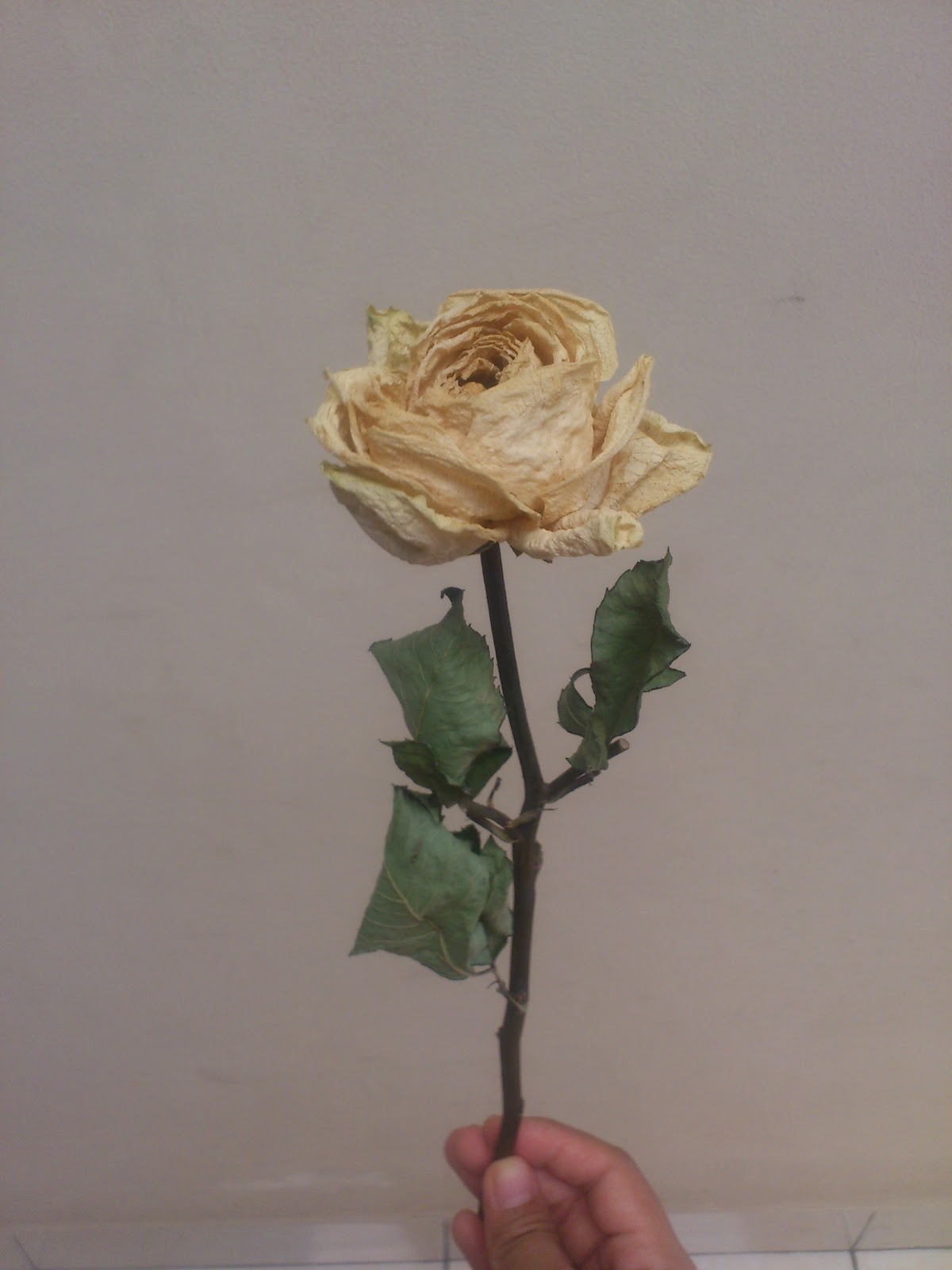 Paling Populer 23+ Gambar Bunga Mawar Putih Layu - Koleksi ...