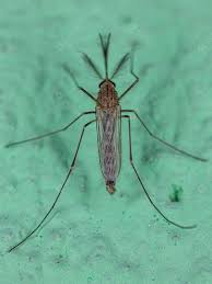 Alerta em Kern: temporada de mosquitos pode durar até novembro
