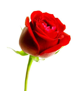 Gambar Bunga Mawar Merah Yang Cantik_Red Roses Flower 2003