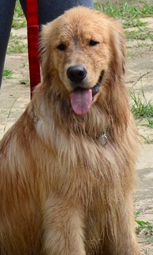 zeca