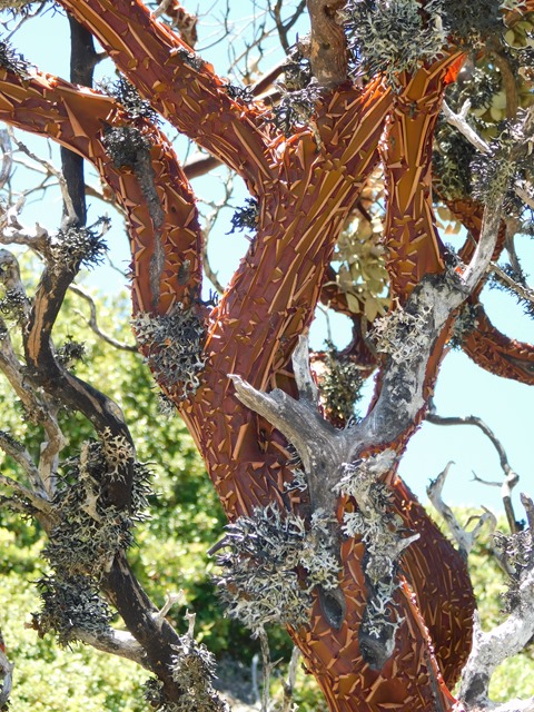 C106_USA CA Kings Peak_2018-07-29_DSCN1927