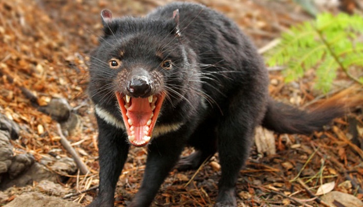 Tasmanian Devil, Hewan Berbahaya dari Tasmania