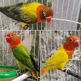 Lovebird Biola, Inilah Ciri-ciri Fisik dan Harga nya